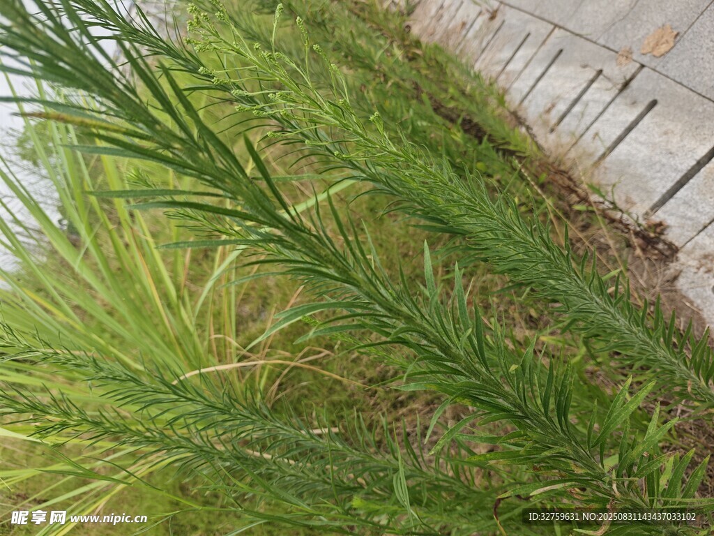 路边翠绿丛生的野草