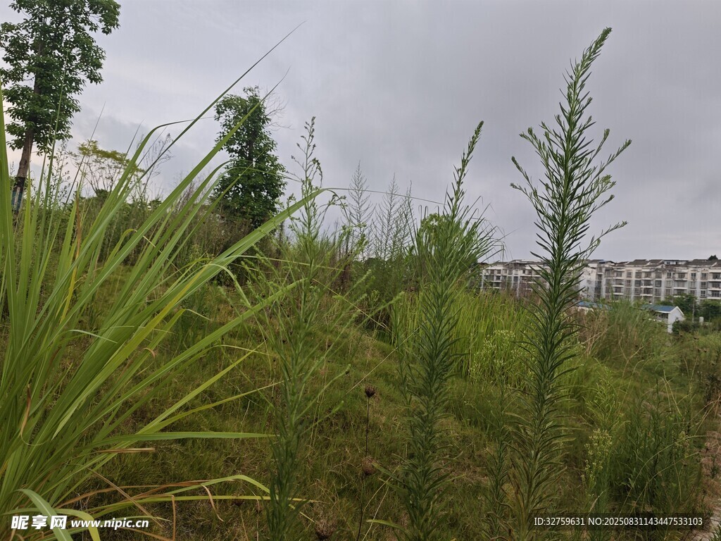 野外草地绿植景观