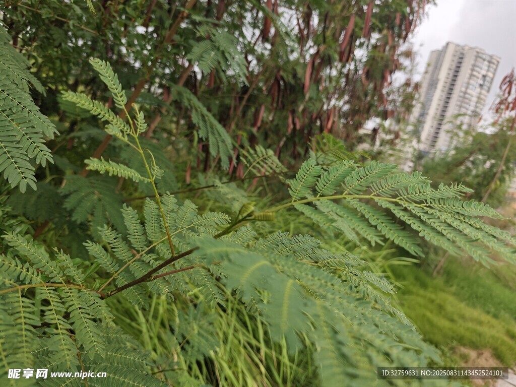 户外翠绿蕨类植物景观