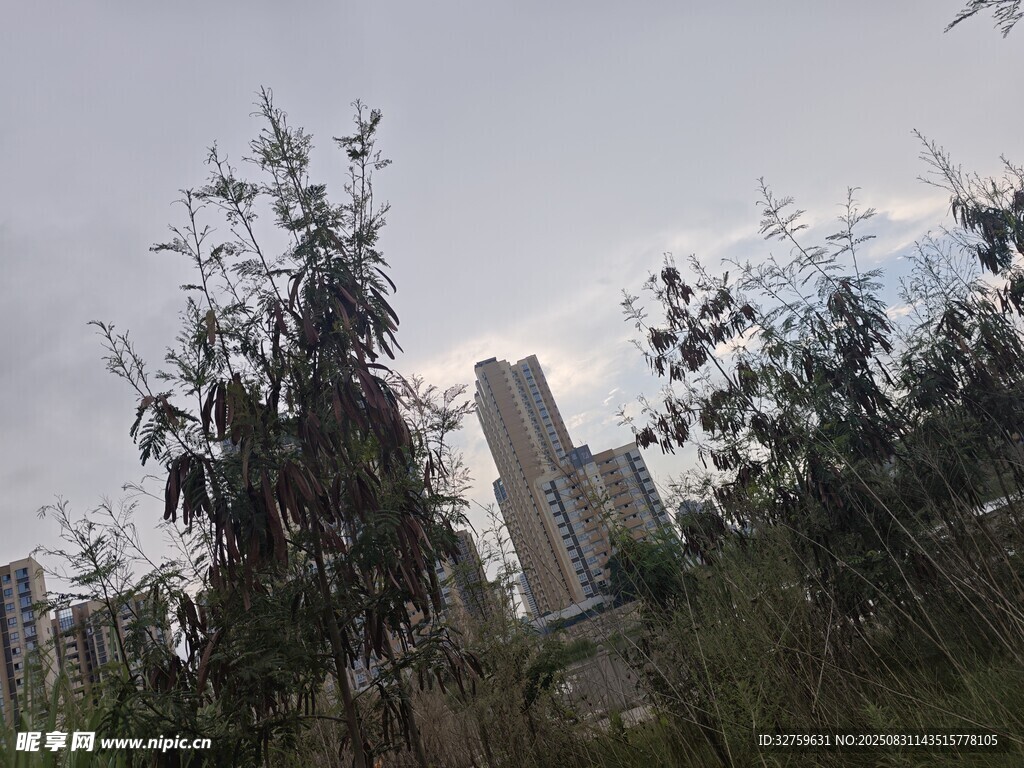 城市边缘的树木与高楼