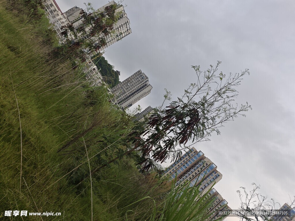 城市中荒野景象的一角