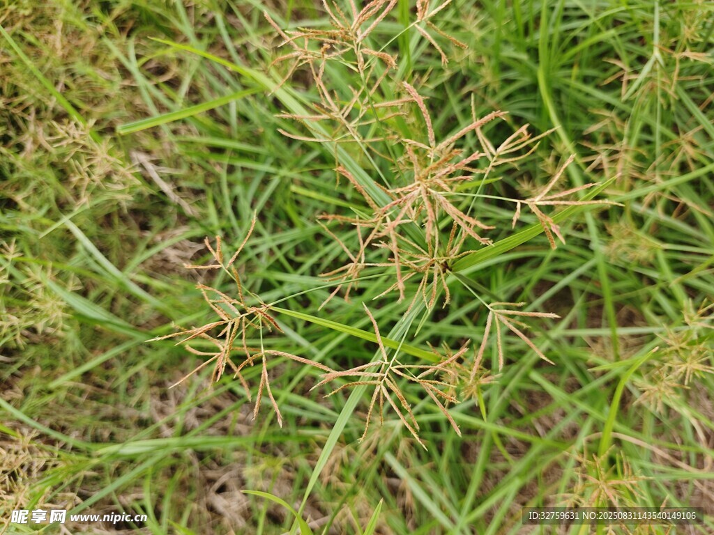 嫩绿丛生野草特写