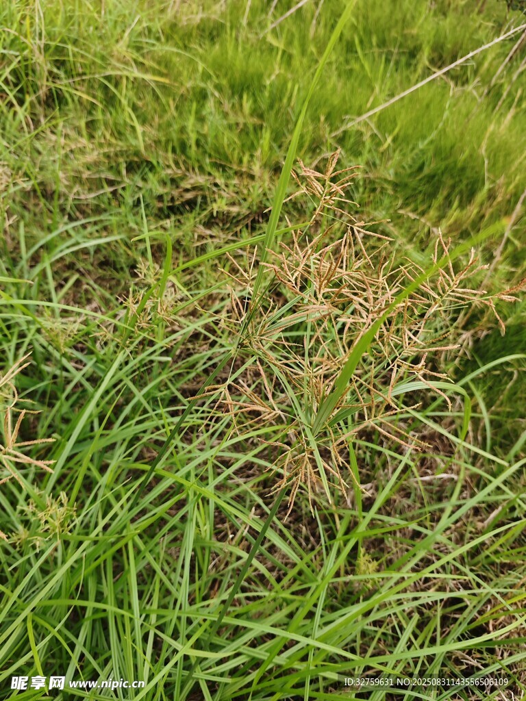 翠绿草地特写