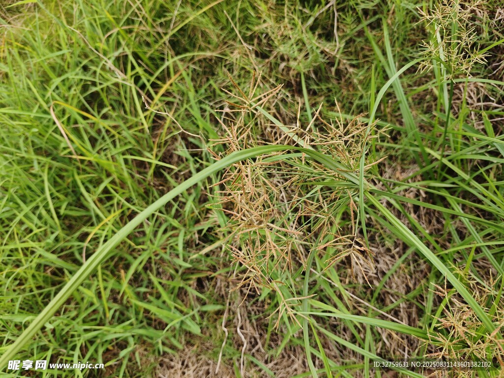 翠绿草地特写