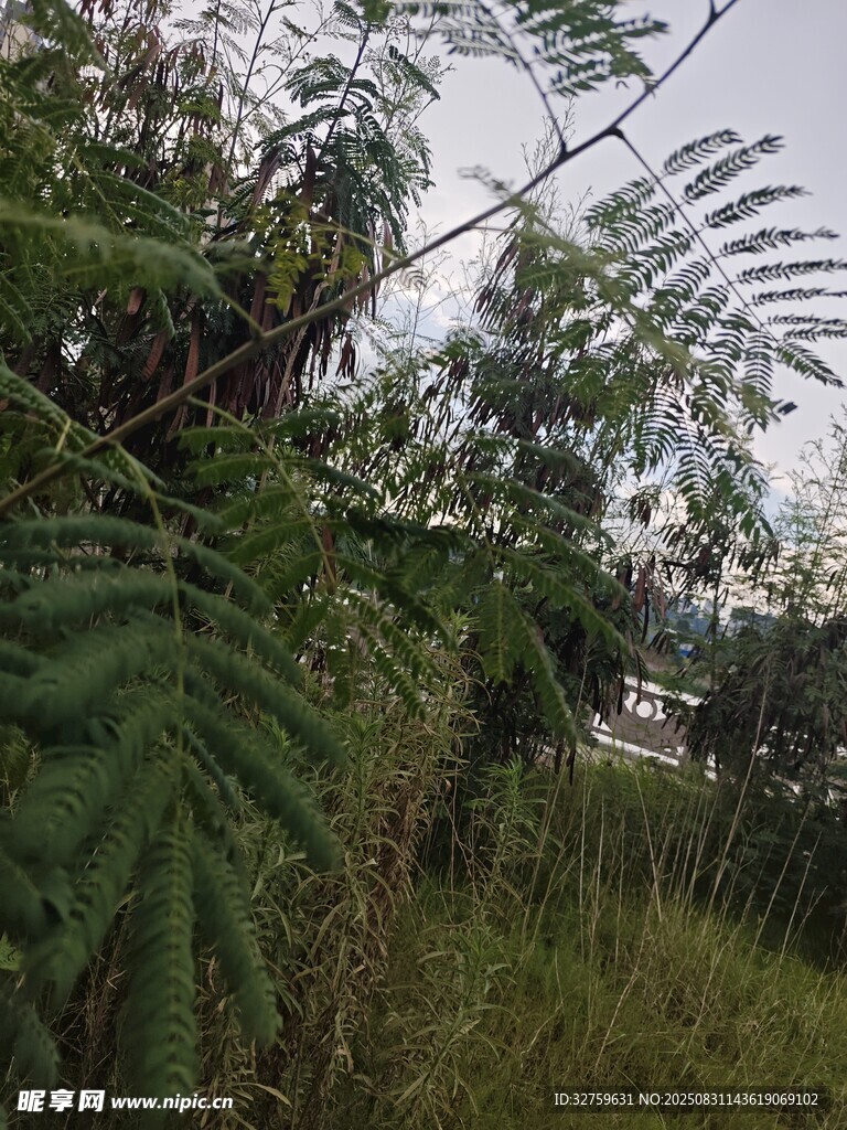 野外繁茂绿植景象