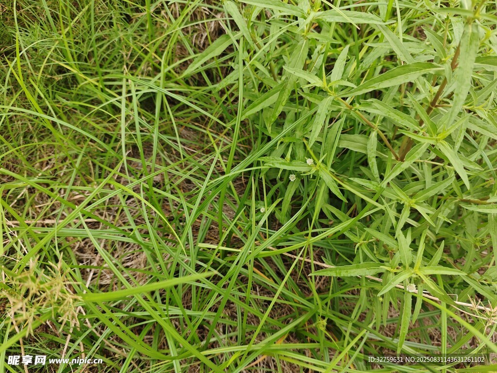 翠绿草地特写