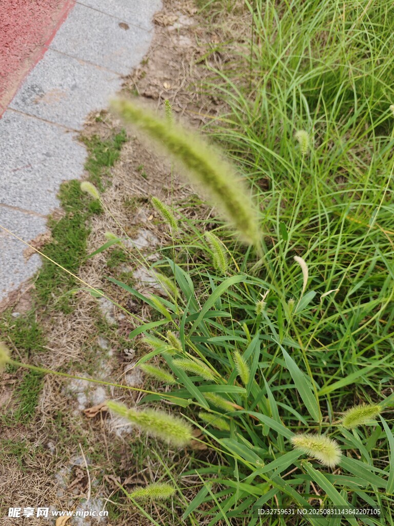 路边嫩绿狗尾草特写