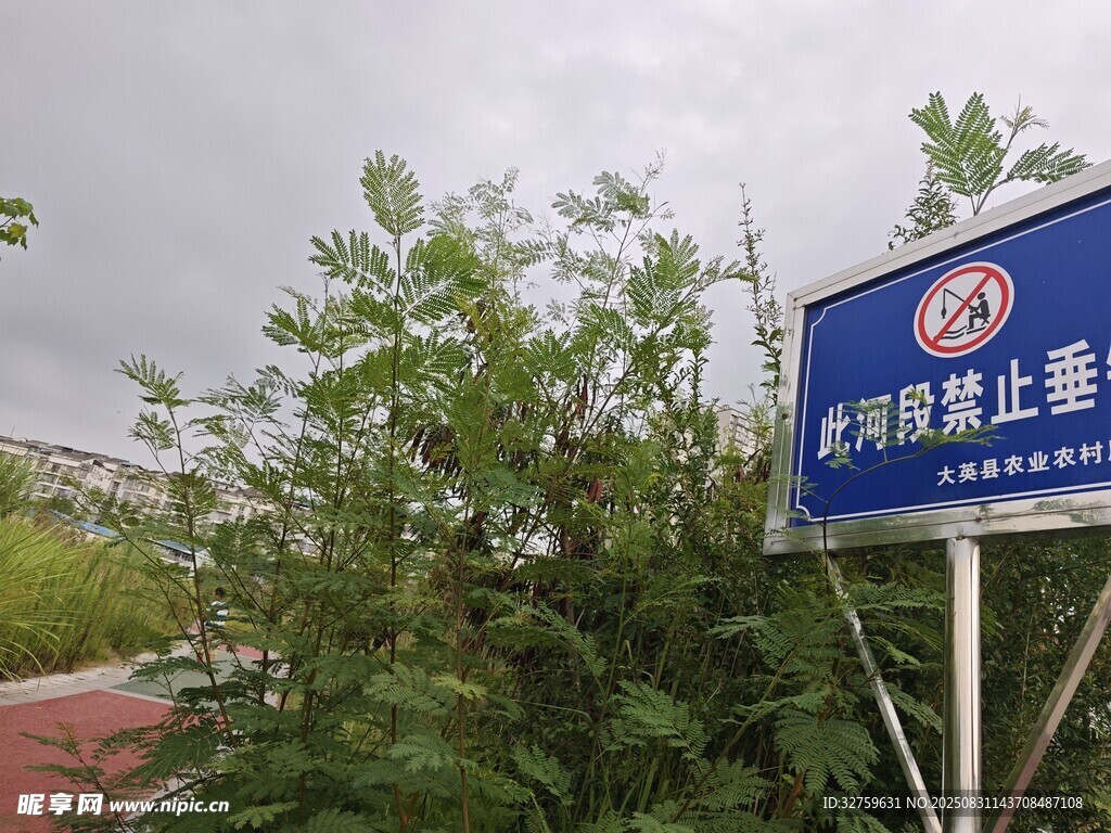 树木