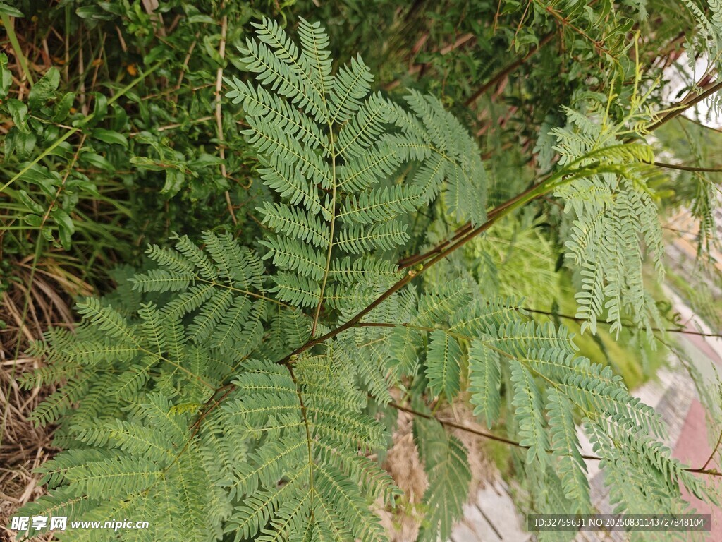 羽状叶片的绿色植物