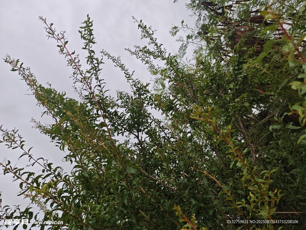 绿叶繁茂的植物景观
