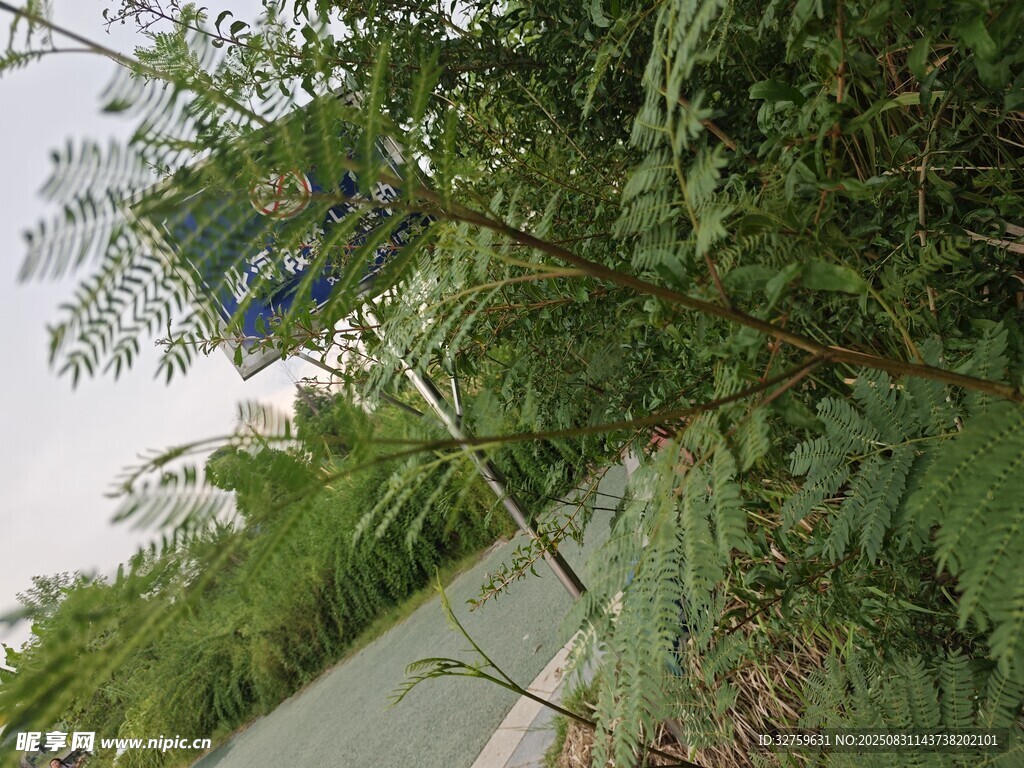 河边绿植景观