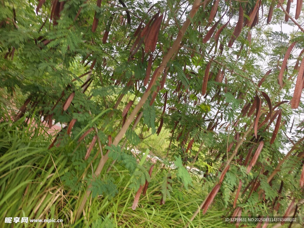 野外繁茂植物景观
