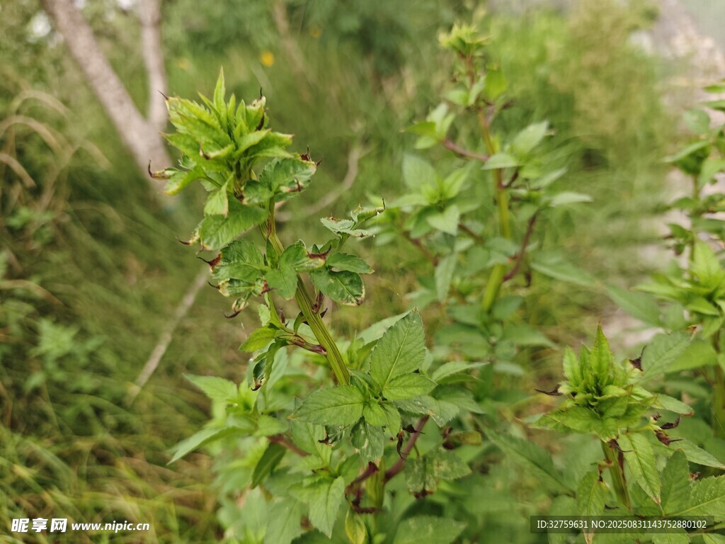 野外绿色植物特写