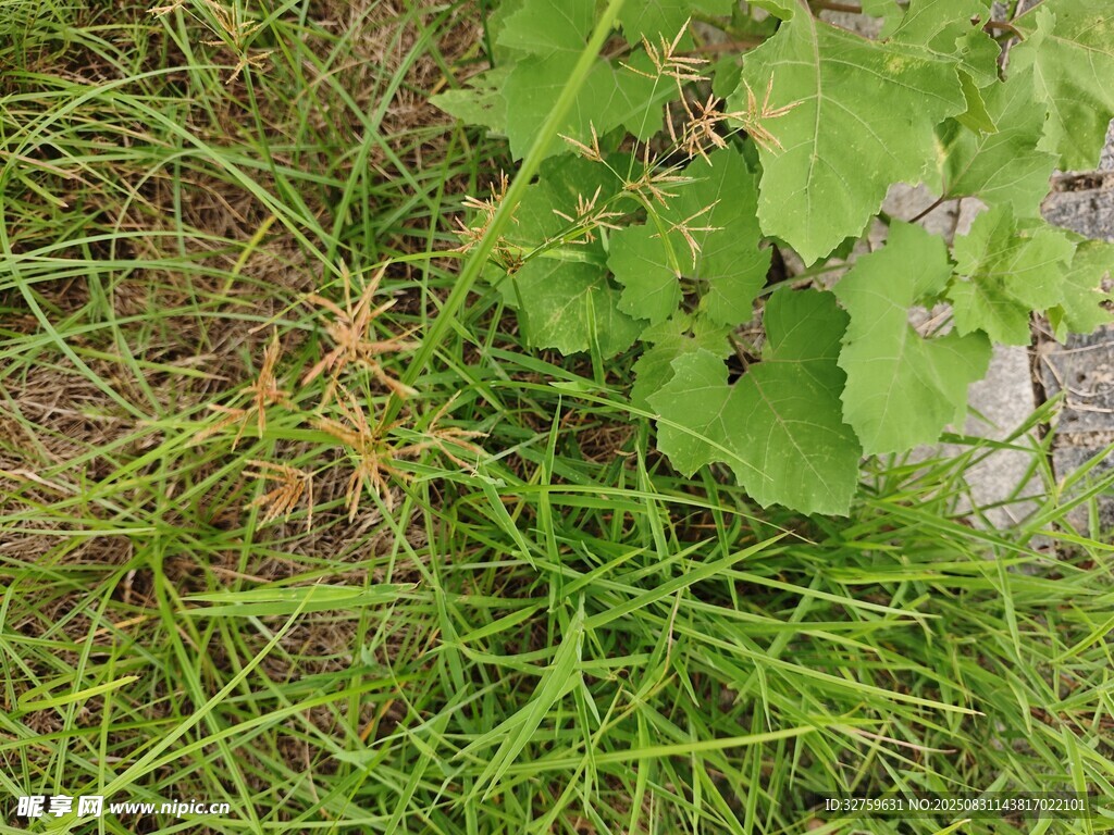 草丛中的绿叶植物