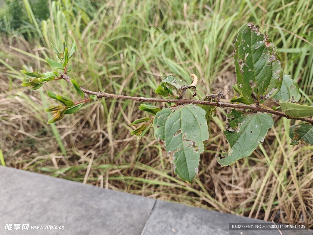 路边的绿色植物
