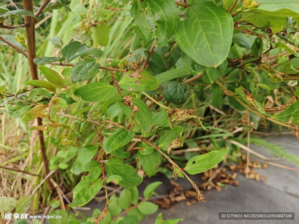 绿叶间的植物藤蔓景象