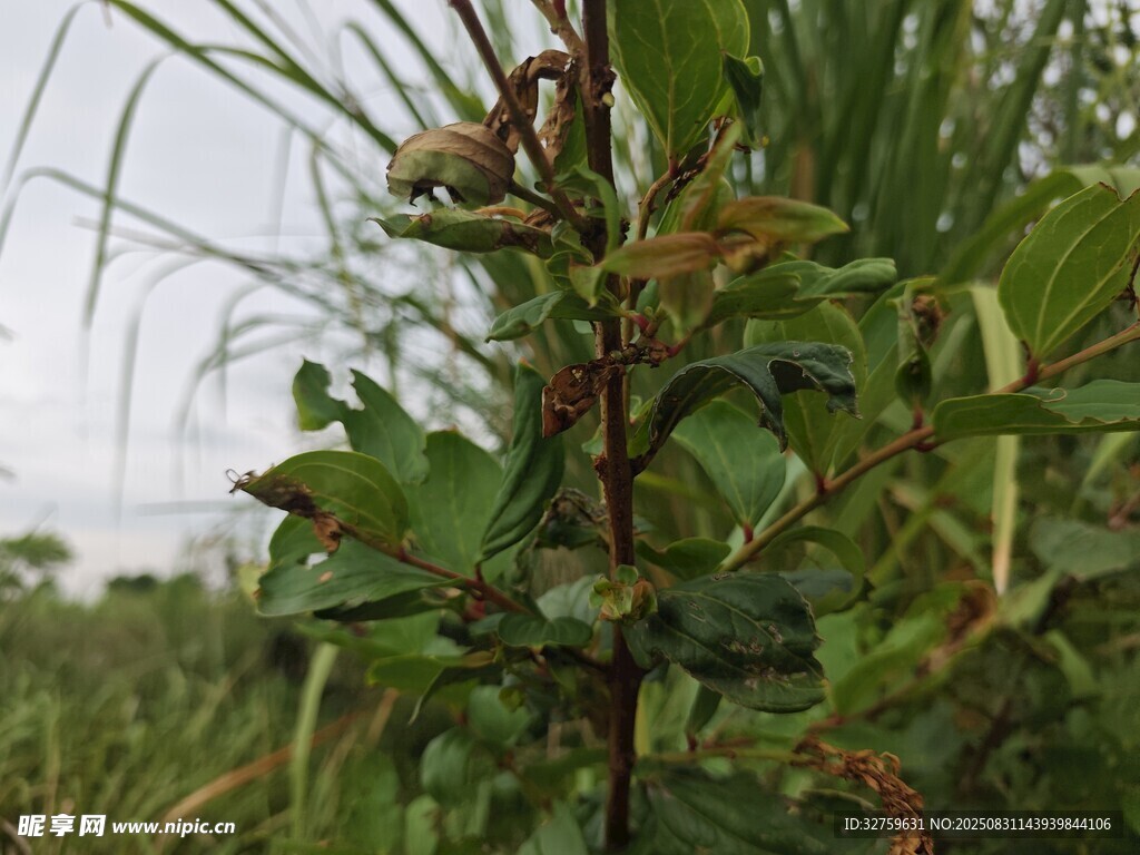 野外植物特写