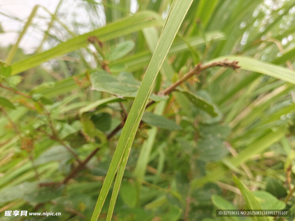 翠绿细长的植物茎叶