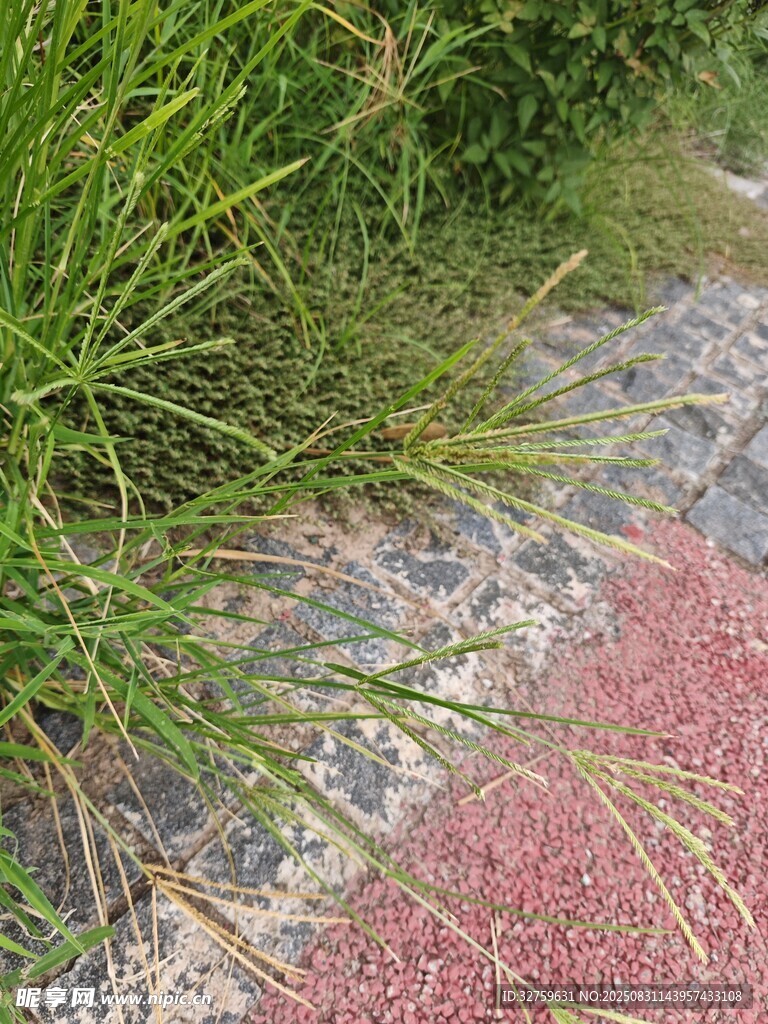 路边草地与红色步道