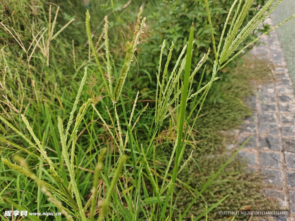 岸边嫩绿芦苇丛
