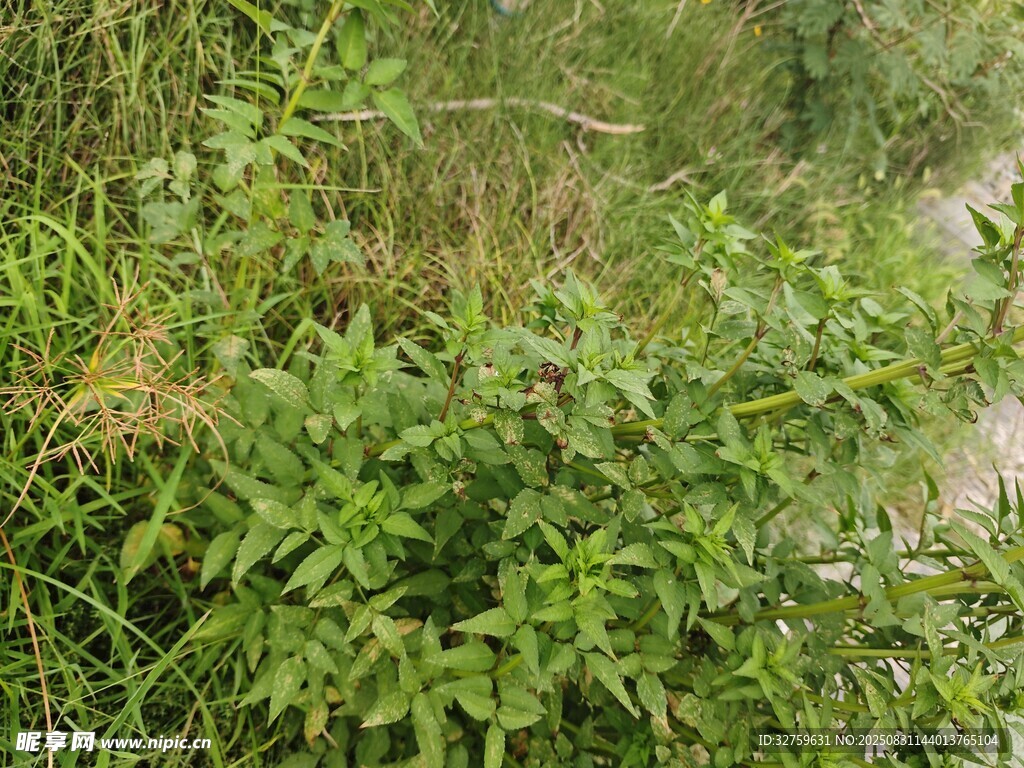 野外繁茂的绿色植物景观