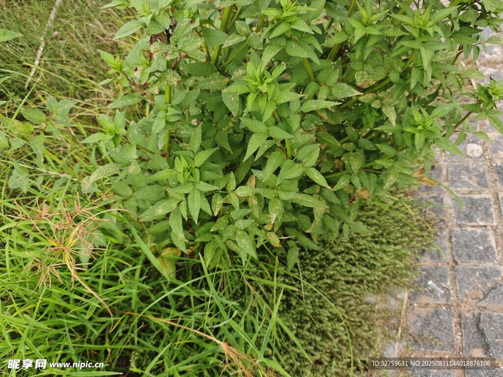 路边翠绿繁茂的野草