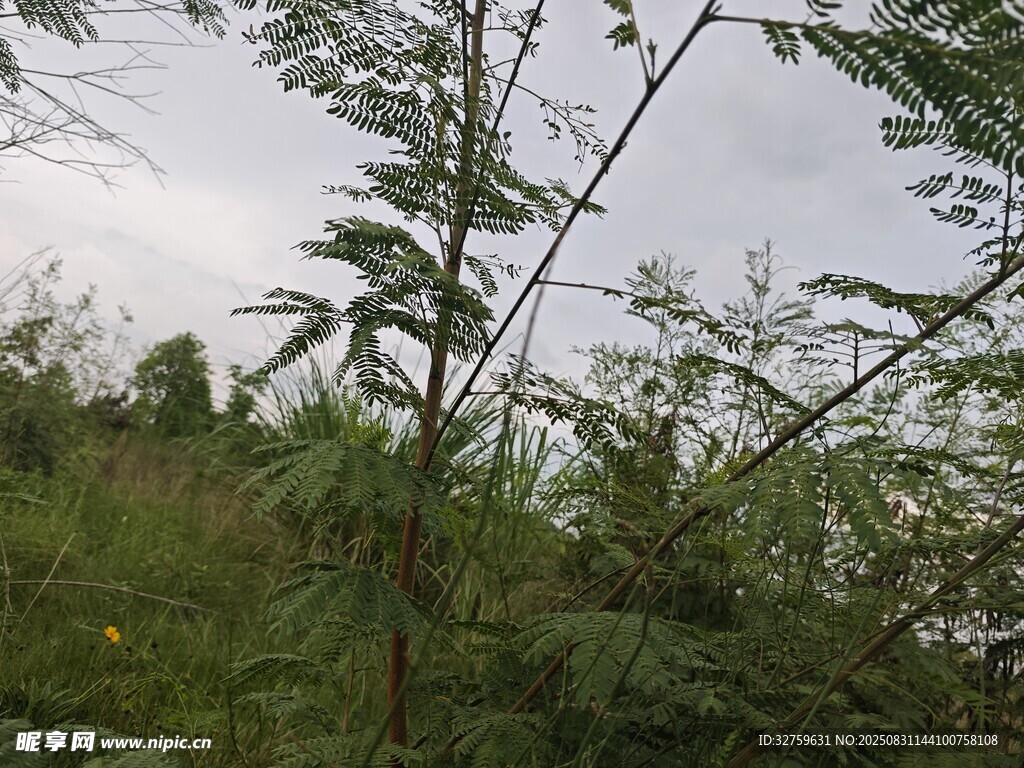 野外繁茂植物景象