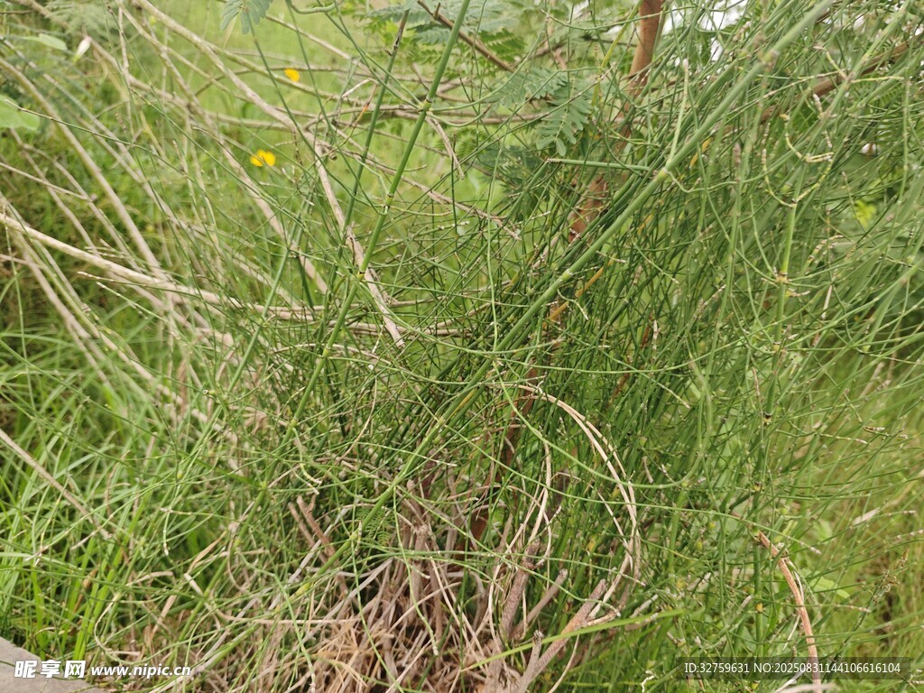 野外丛生的绿色草本植物