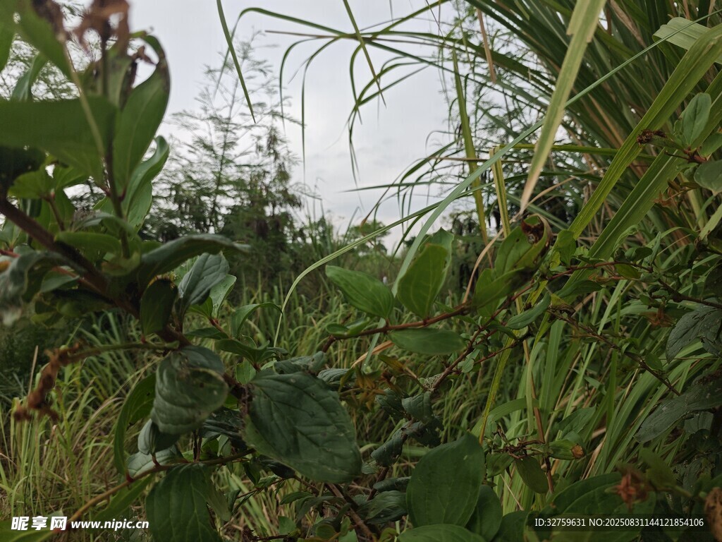 野外繁茂的绿色植物景观