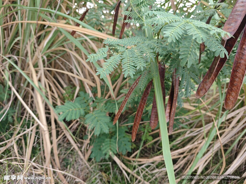 野外丛生的蕨类与杂草