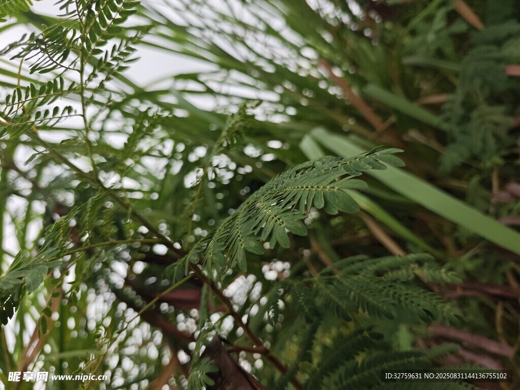 翠绿蕨类植物特写