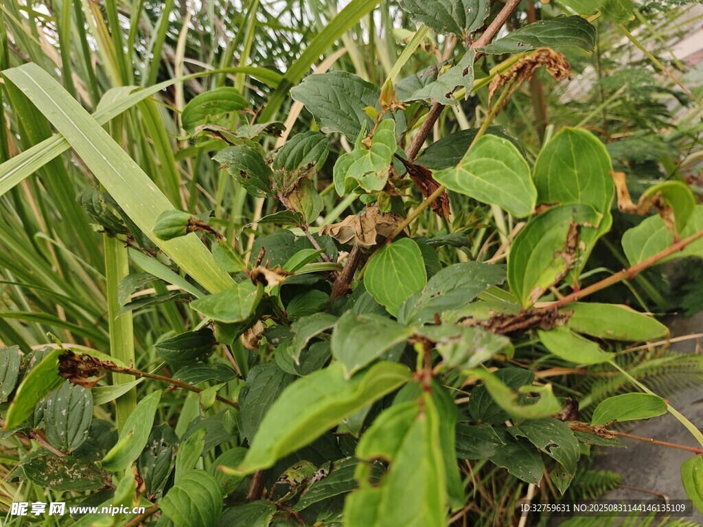 绿叶繁茂的植物景象