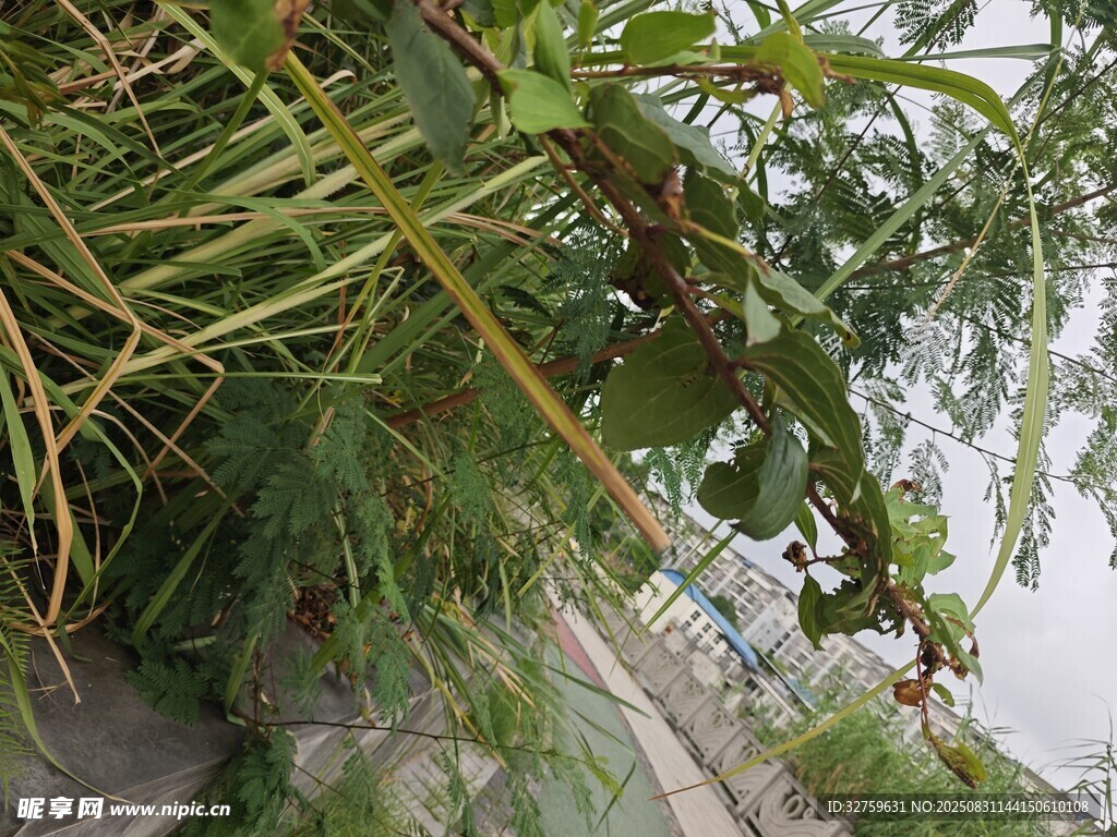 翠绿繁茂的植物枝叶