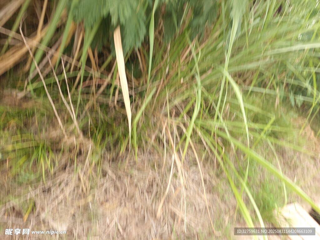 野外丛生的绿色野草