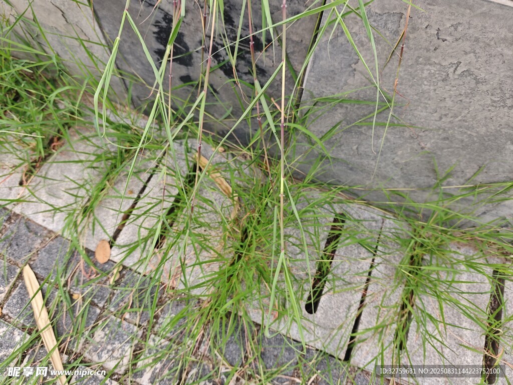 砖缝中生长的嫩绿野草