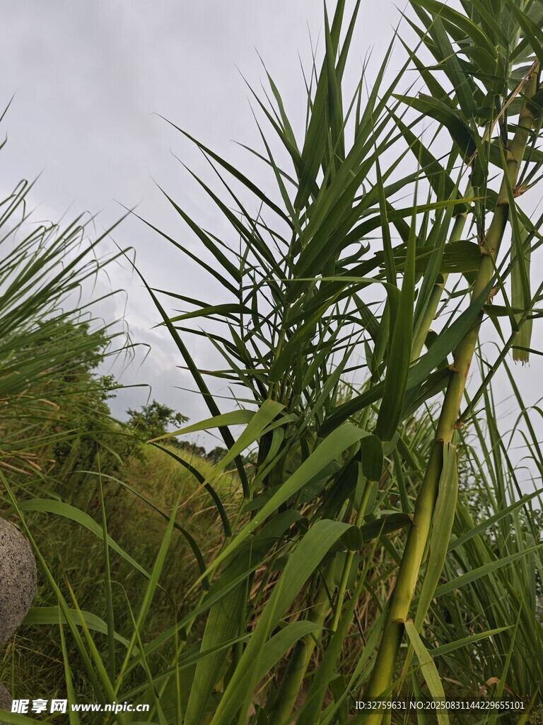 野外翠绿茂盛的芦苇植株