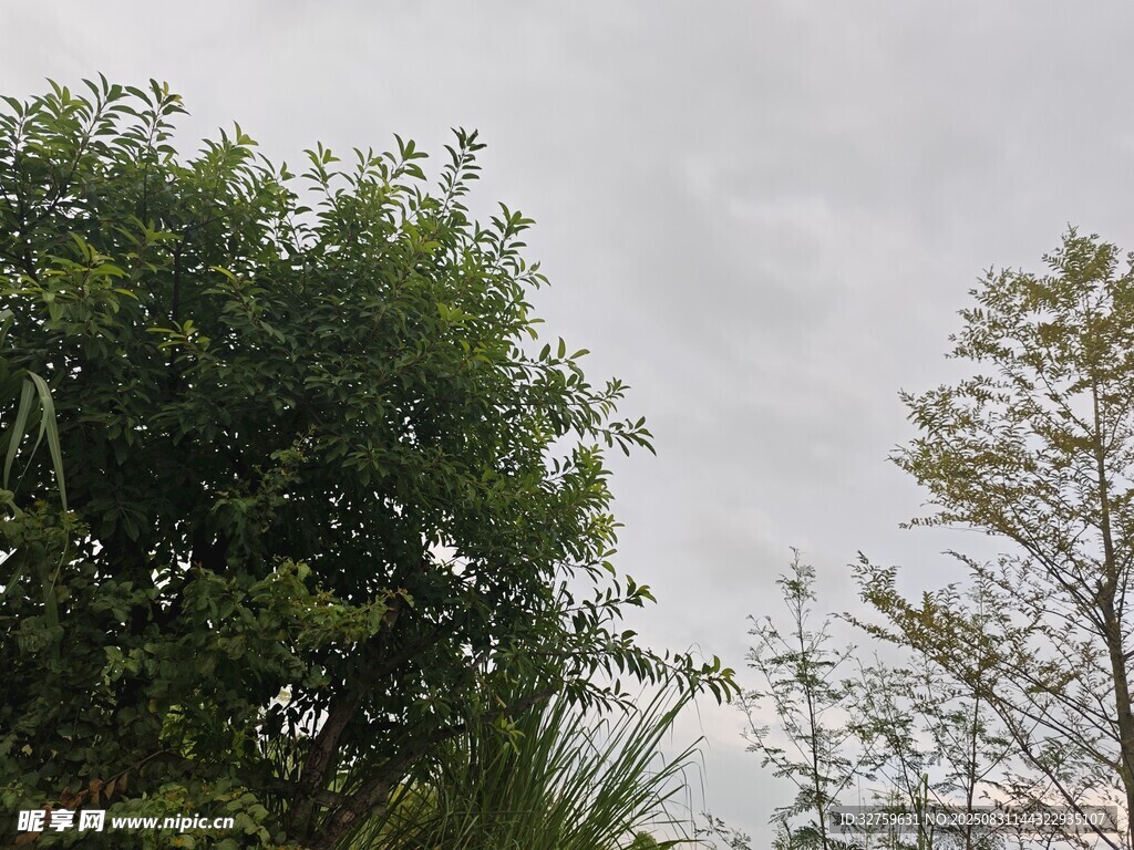 户外绿植景象