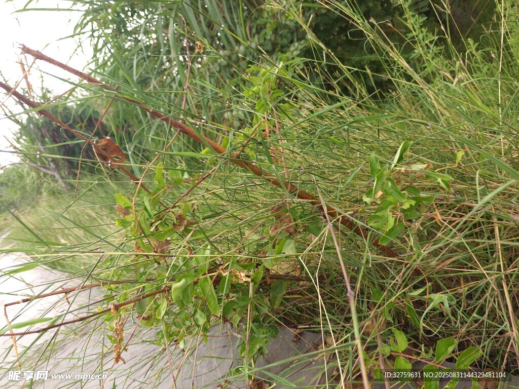 路边繁茂的绿色杂草