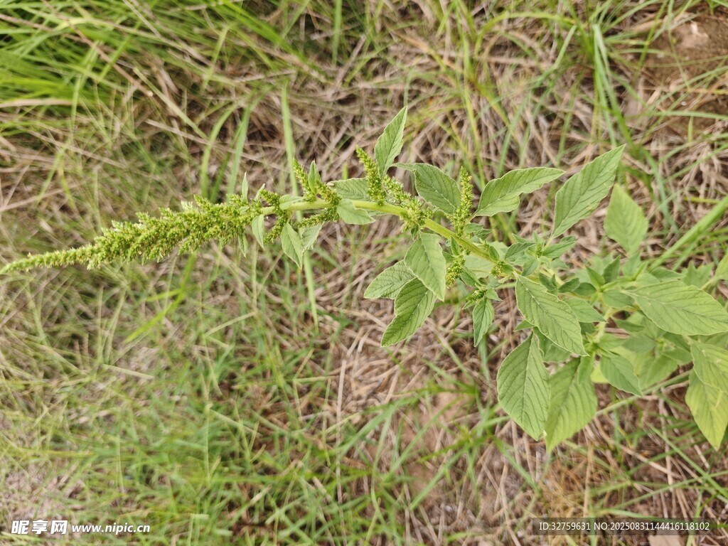 野外生长的绿色植物
