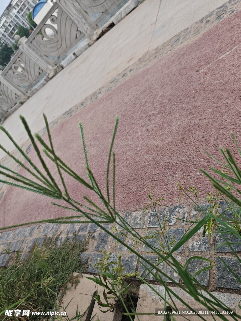 墙边绿植 