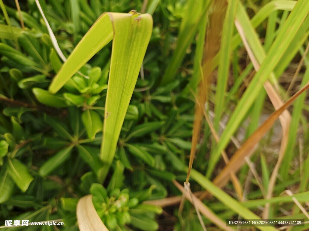 嫩绿叶片于草丛中舒展