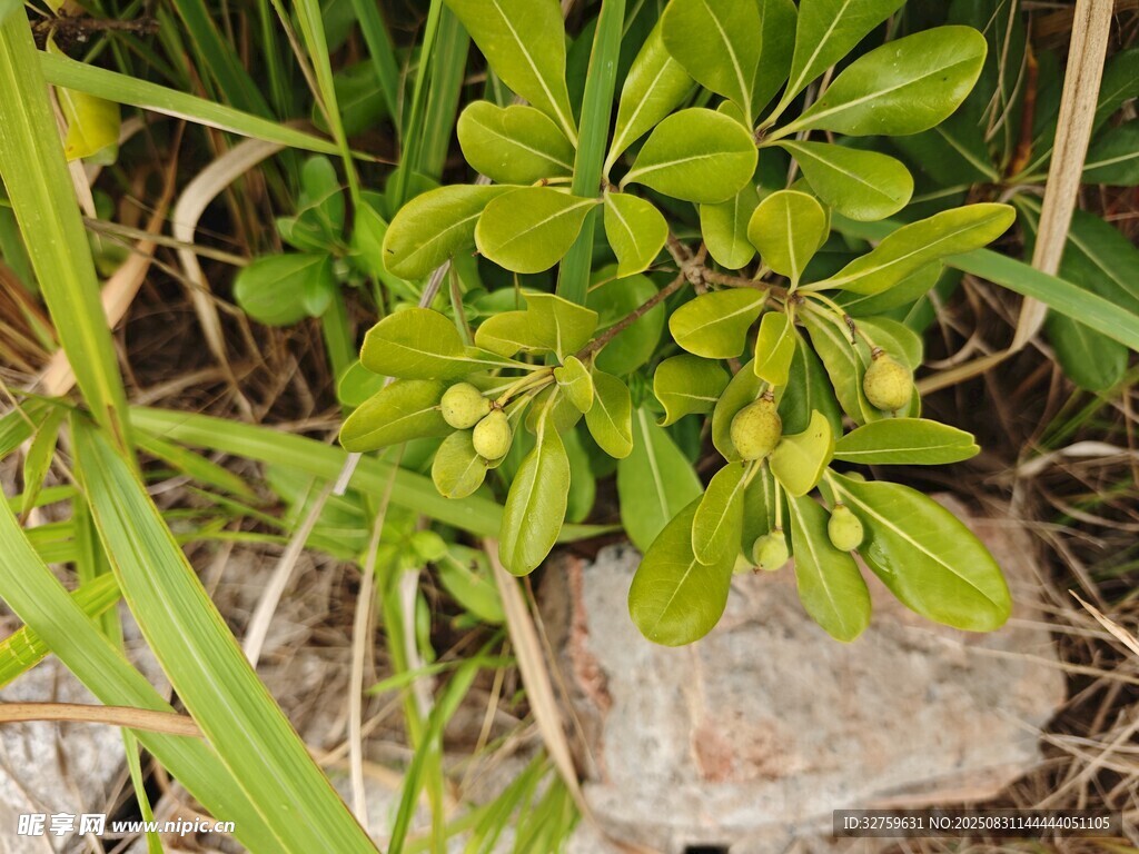 石边嫩绿植物特写