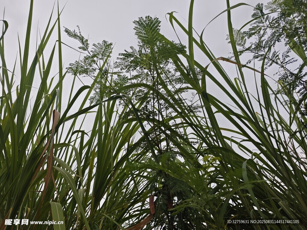 葱郁繁茂的绿色植物景观