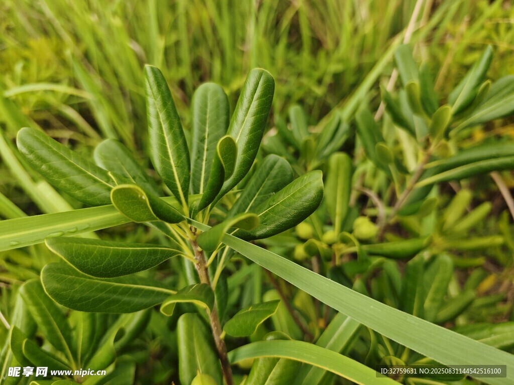 翠绿蓬勃的植物叶片