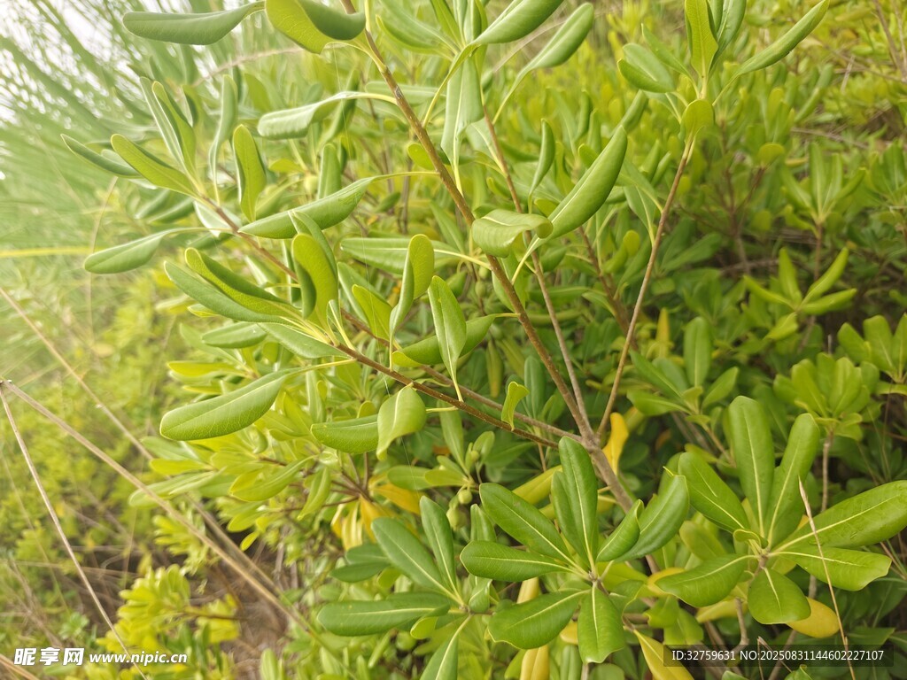 翠绿繁茂的野生植物
