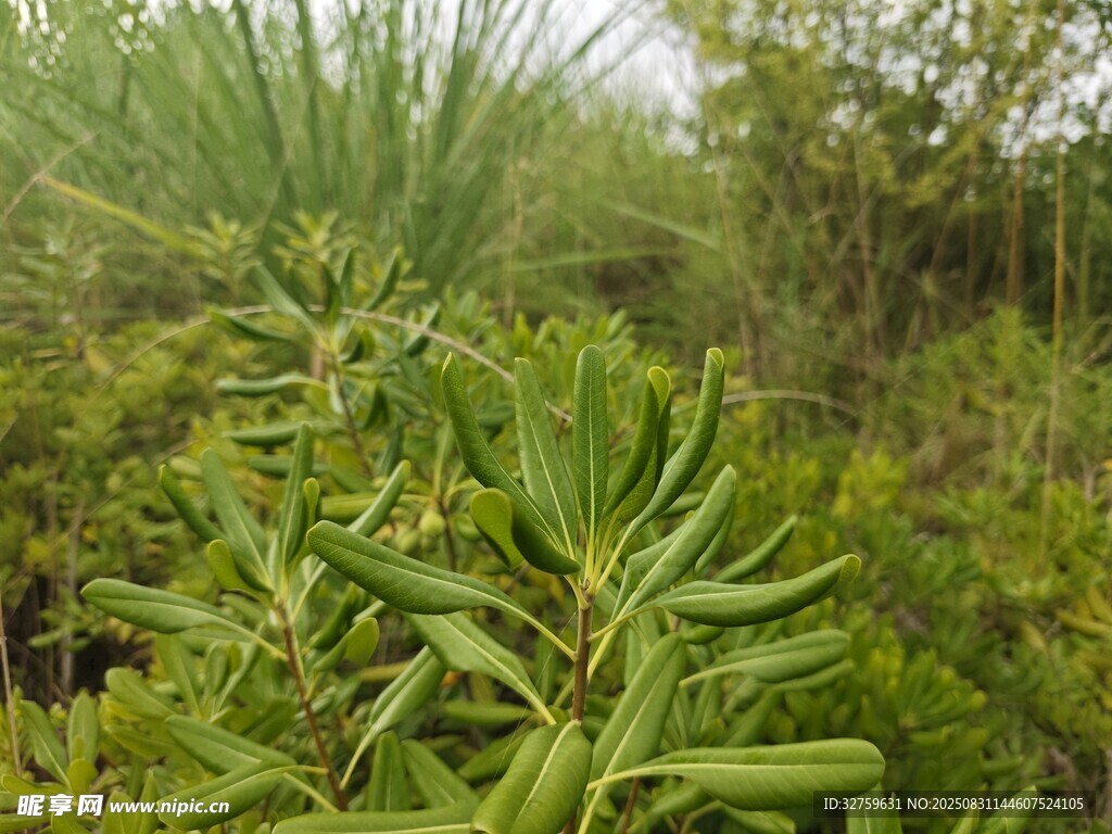 茂密绿植中的生机景象