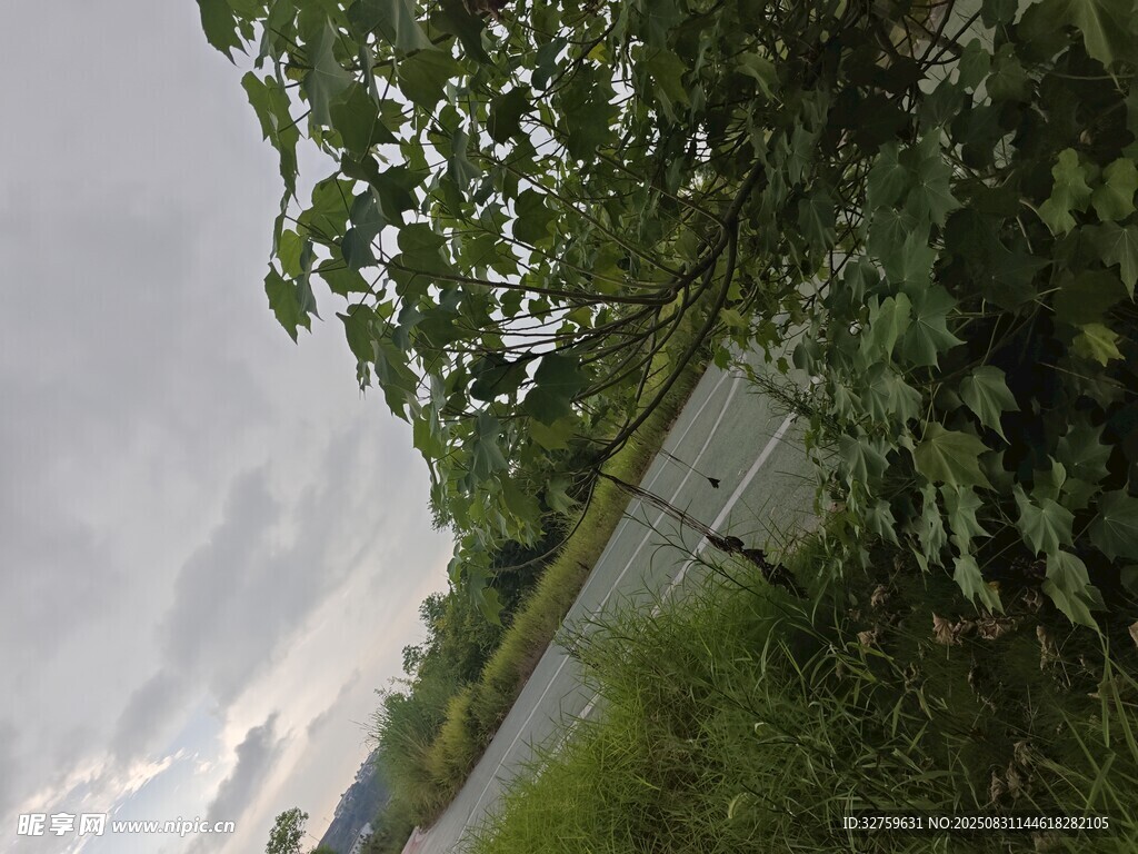 路边绿植与阴沉天空景象