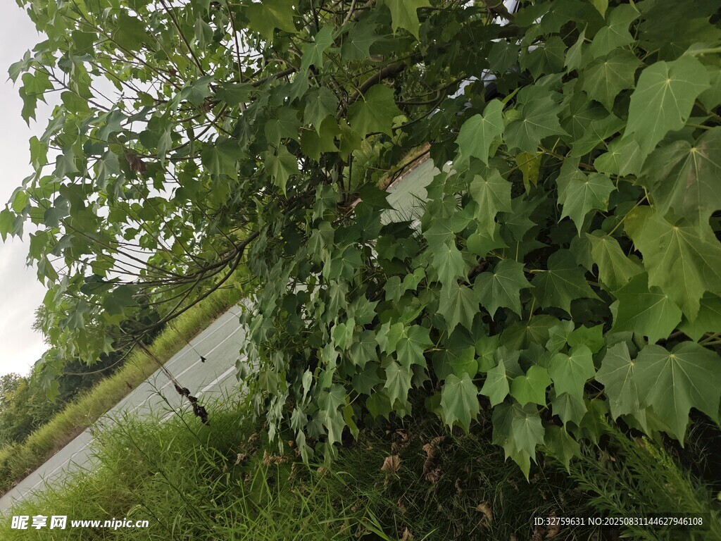 路边繁茂绿植景象