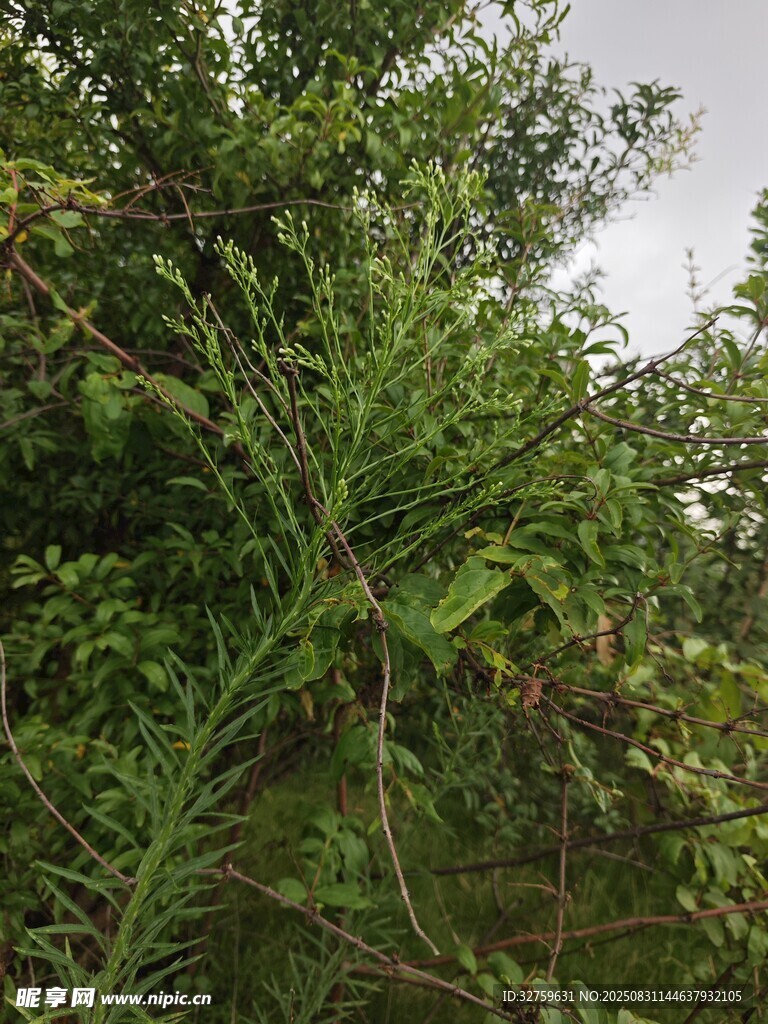 繁茂绿植景观