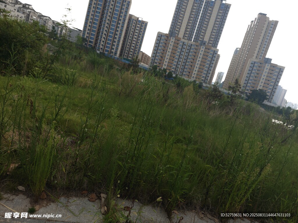 城市边的茂盛绿植景观